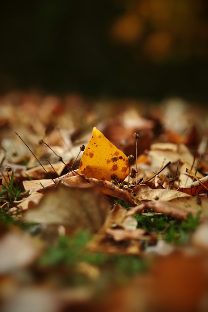 为评估其价 为评估其价