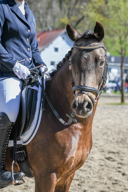 参赛队伍技 参赛队伍技